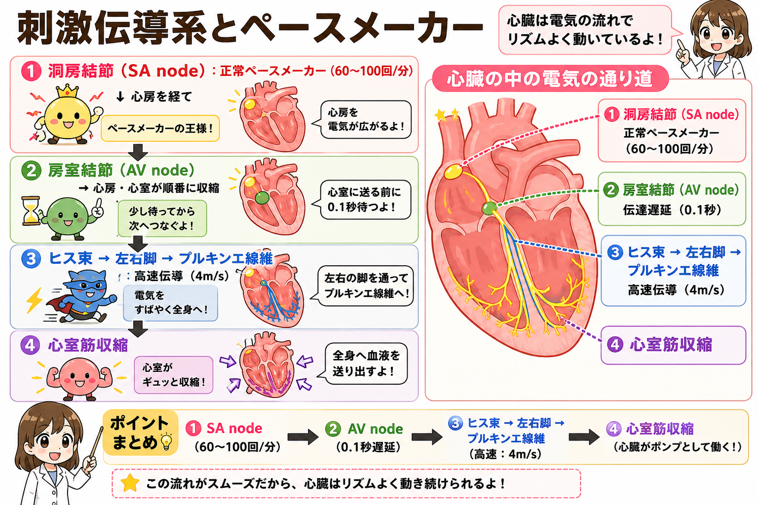 刺激伝導系とペースメーカー