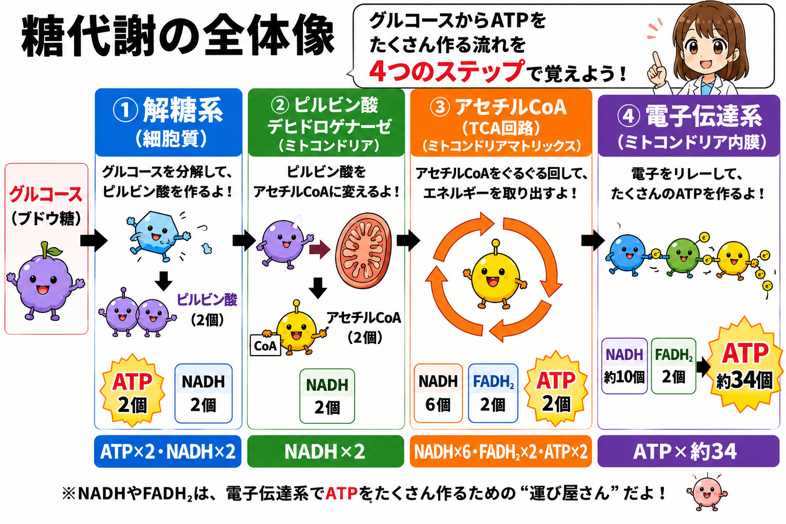糖代謝の全体像