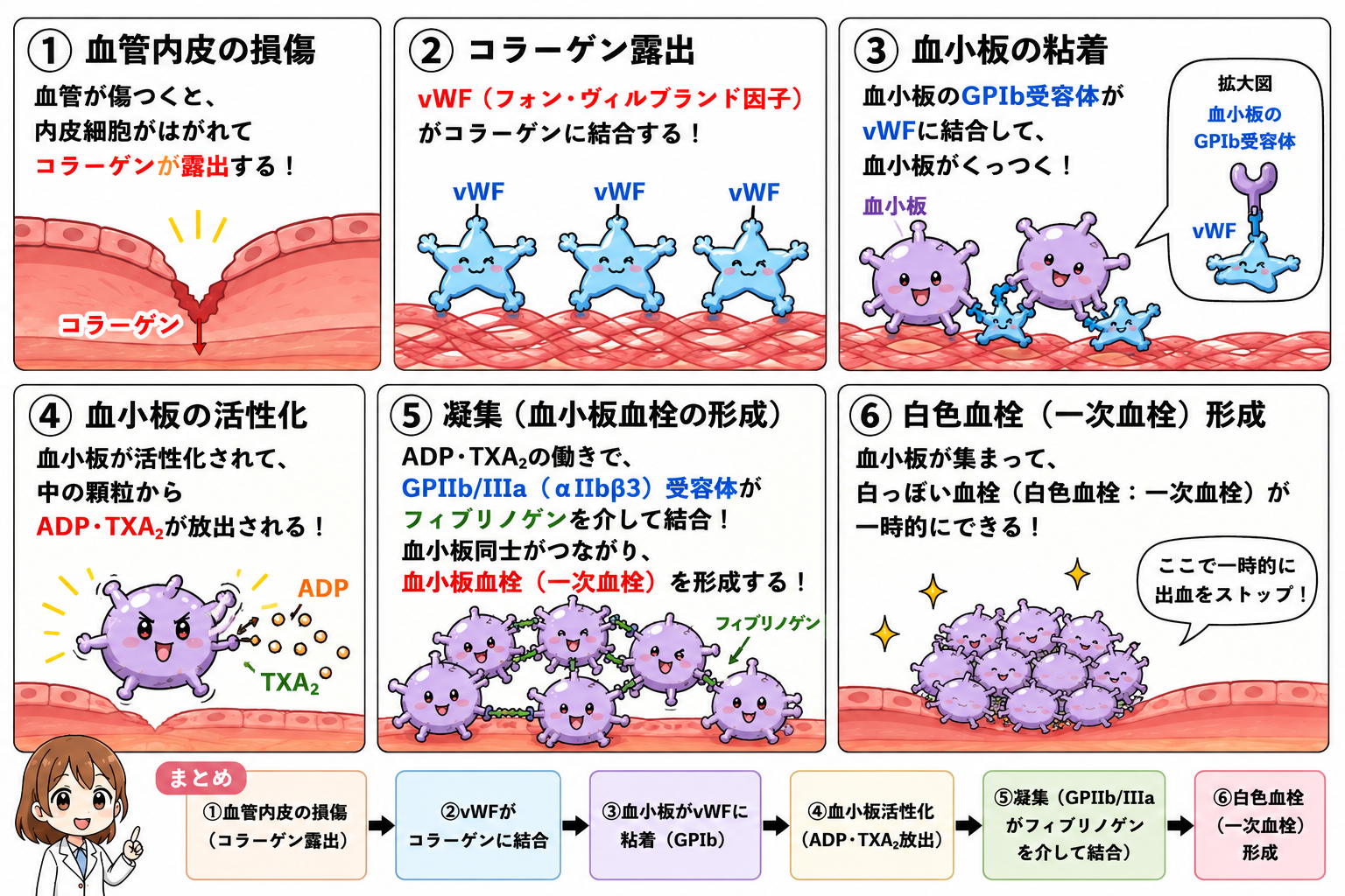 一次止血(血小板血栓)の流れ