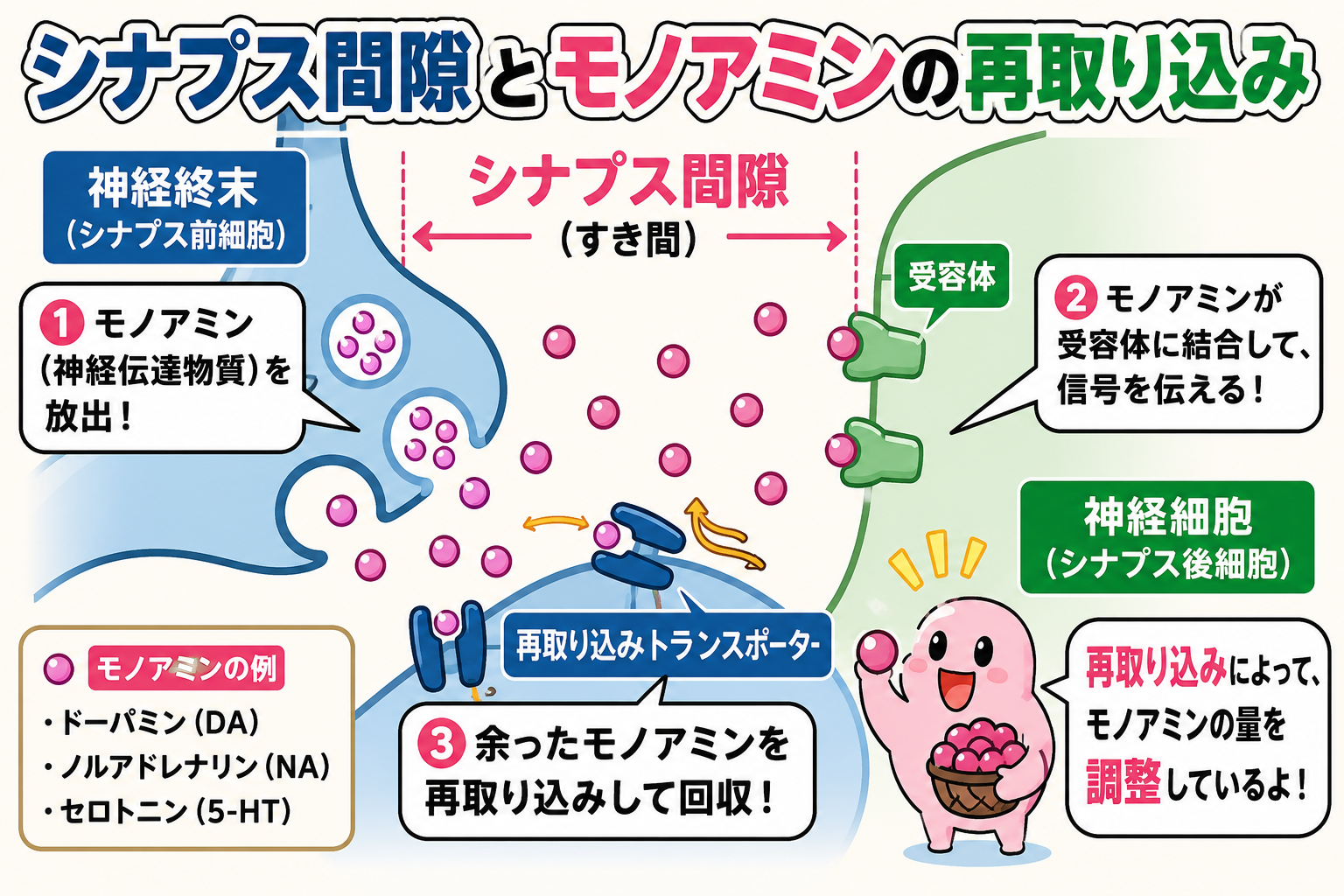 シナプス間隙とモノアミンの再取り込み